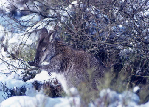 wallaby licking paws